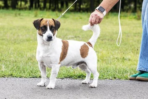 Handler adjusting the tail of a handsome, titled male Jack Russell Terrier .. Stock Photos