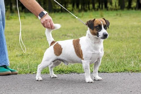 Handler adjusting the tail of a handsome, titled male Jack Russell Terrier .. Stock Photos