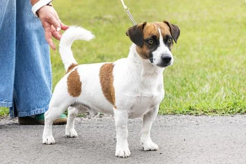 Handler adjusting the tail of a handsome, titled male Jack Russell Terrier .. Stock Photos