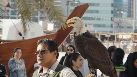 A handler from Al Ain Zoo holds a bald eagle at Al Hosn Festival in Abu Dhabi Vídeos de archivo 331389796