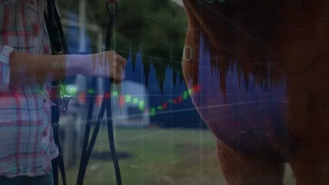 Handler approaching horse, fastening halter prepping for lead while finance Stock Footage 332804542