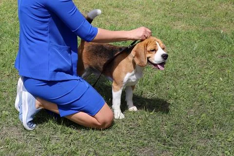 Handler with a beagle dog at the show Stock Photos