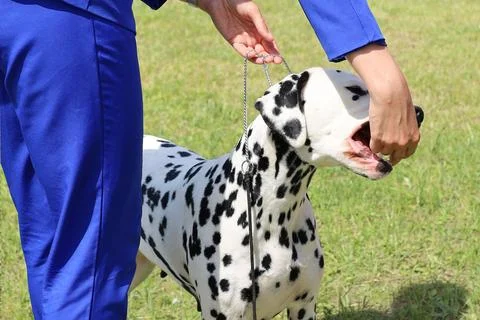 Handler feeds a Dolmatian at the exhibition Stock Photos