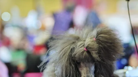 Handler Gently Takes Off Collar From Mini Poodle - Calm Dog Show Moment Stock Footage 309188252