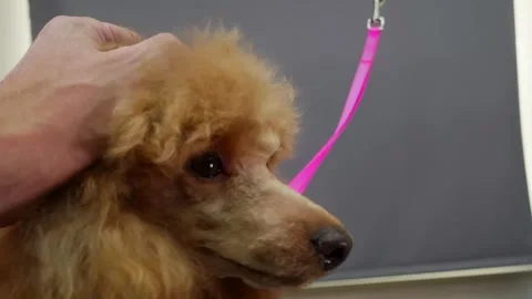 Handler grooming apricot poodle with pink leash Stock Footage 339493312