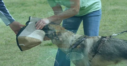 Handler offering jute sleeve starting K9 drill while trainer steadying sleeve Video stock 333965562