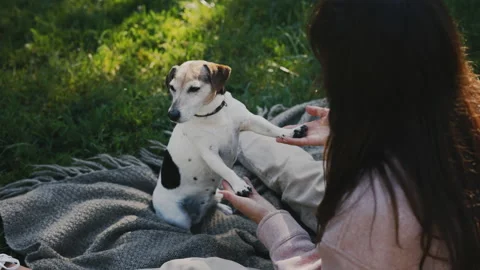 Handler Playing with Jack Russell Puppy in the Park, Woman Animal Trainer Stock Footage 236372192