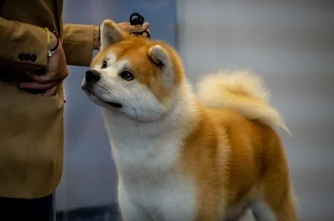 Handler presenting dog during World dog show. Geneva, Switzerland. Stock Photos
