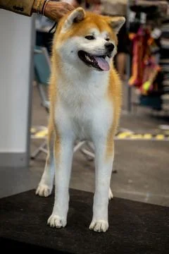 Handler presenting dog during World dog show. Geneva, Switzerland. Stock Photos