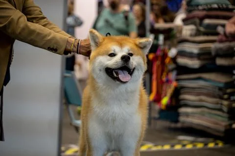 Handler presenting dog during World dog show. Geneva, Switzerland. Stock Photos