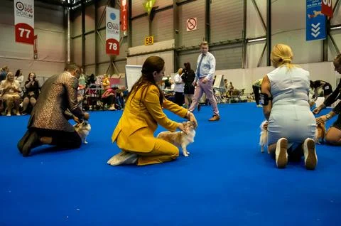 Handler presenting dog during World dog show. Geneva, Switzerland. Stock Photos