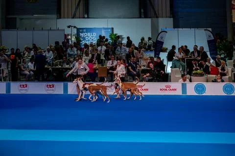 Handler presenting dog during World dog show. Geneva, Switzerland. Stock Photos