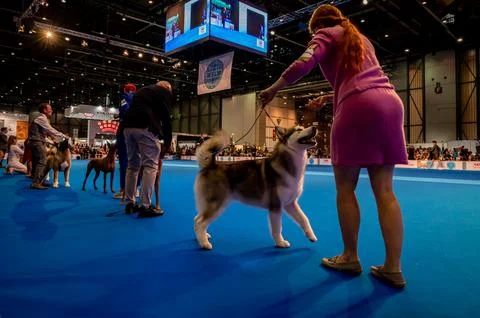 Handler presenting dog during World dog show. Geneva, Switzerland. Stock Photos