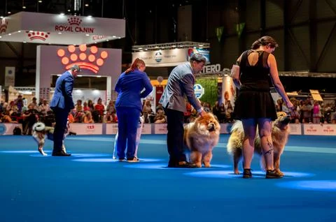 Handler presenting dog during World dog show. Geneva, Switzerland. Stock Photos