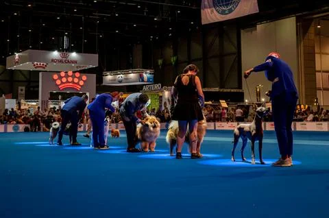 Handler presenting dog during World dog show. Geneva, Switzerland. Stock Photos