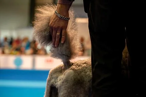 Handler presenting dog during World dog show. Geneva, Switzerland. Stock Photos