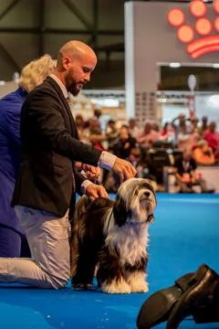 Handler presenting dog during World dog show. Geneva, Switzerland. Stock Photos