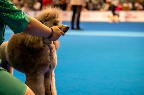 Handler presenting dog during World dog show. Geneva, Switzerland. Stock Photos