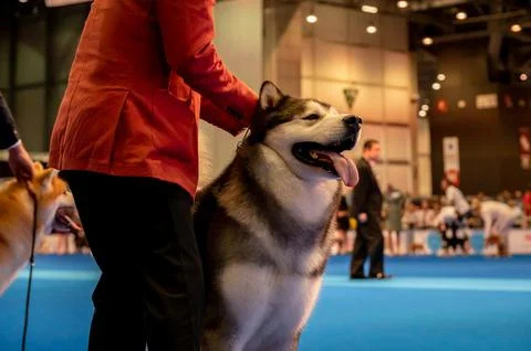 Handler presenting dog during World dog show. Geneva, Switzerland. Stock Photos