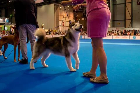 Handler presenting dog during World dog show. Geneva, Switzerland. Stock Photos