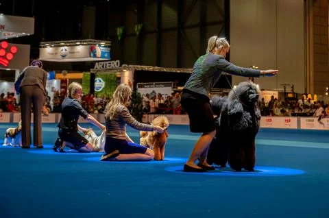 Handler presenting dog during World dog show. Geneva, Switzerland. Stock Photos
