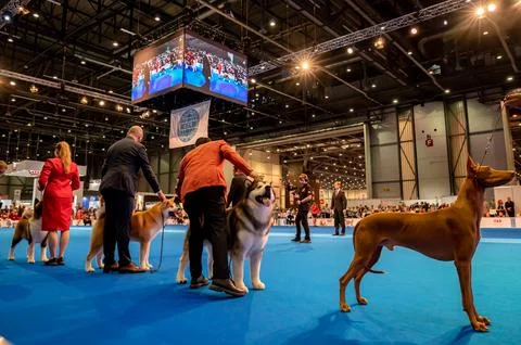 Handler presenting dog during World dog show. Geneva, Switzerland. Stock Photos