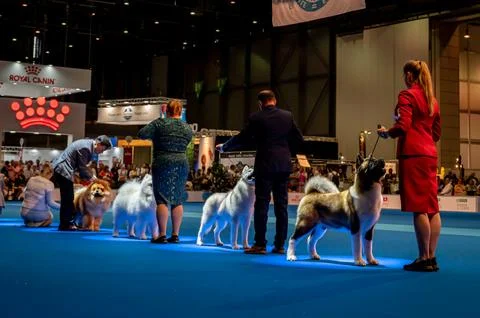Handler presenting dog during World dog show. Geneva, Switzerland. Stock Photos