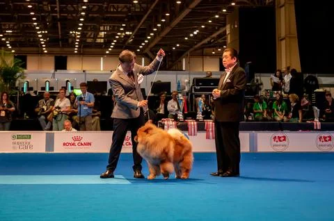 Handler presenting dog during World dog show. Geneva, Switzerland. Stock Photos