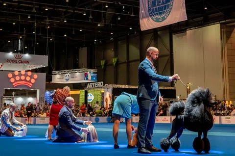 Handler presenting dog during World dog show. Geneva, Switzerland. Stock Photos