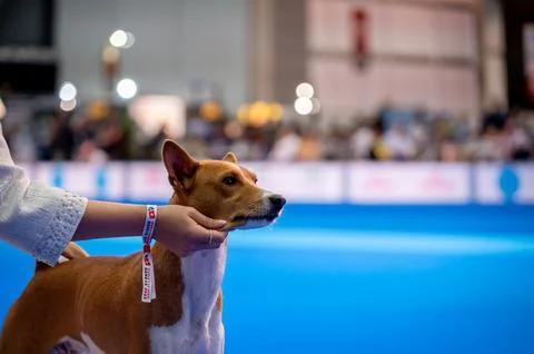 Handler presenting dog during World dog show. Geneva, Switzerland. Stock Photos
