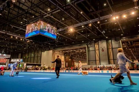 Handler presenting dog during World dog show. Geneva, Switzerland. Stock Photos