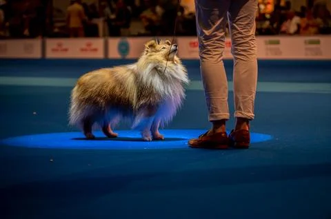 Handler presenting dog during World dog show. Geneva, Switzerland. Stock Photos