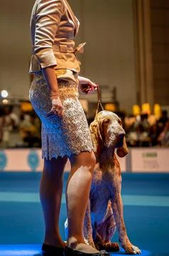 Handler presenting dog during World dog show. Geneva, Switzerland. 写真素材