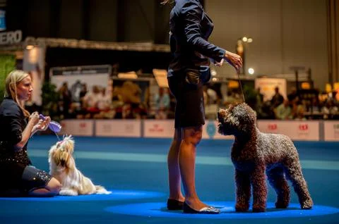Handler presenting dog during World dog show. Geneva, Switzerland. Stock Photos