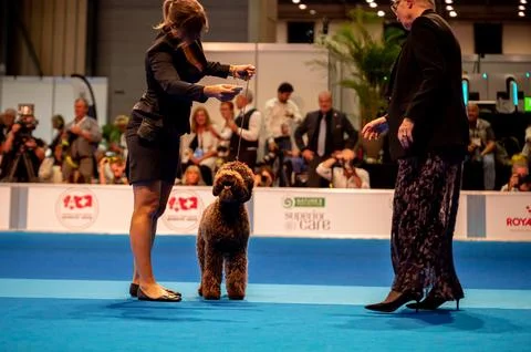 Handler presenting dog during World dog show. Geneva, Switzerland. Stock Photos