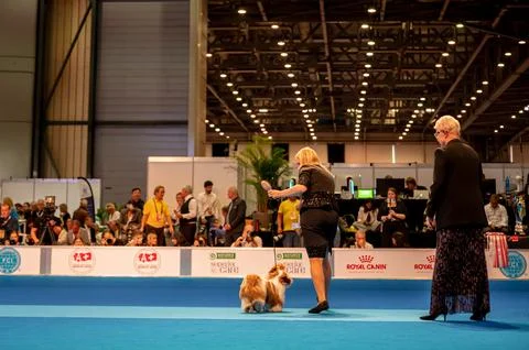 Handler presenting dog during World dog show. Geneva, Switzerland. Stock Photos