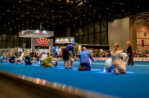 Handler presenting dog during World dog show. Geneva, Switzerland. Stock Photos