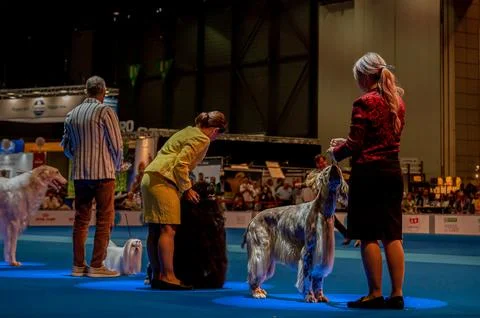 Handler presenting dog during World dog show. Geneva, Switzerland. Stock Photos