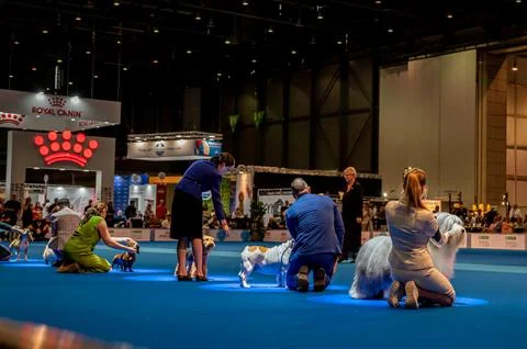 Handler presenting dog during World dog show. Geneva, Switzerland. Stock Photos