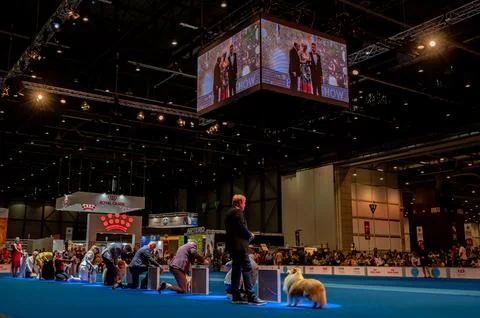 Handler presenting dog during World dog show. Geneva, Switzerland. 写真素材