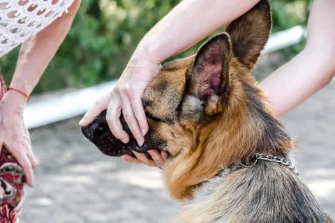Handler shows teeth of a German shepherd to an expert Stock Photos