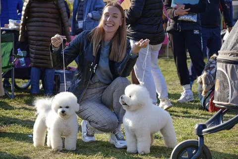 Handler shows two bichons before participating in a dog show Stock Photos