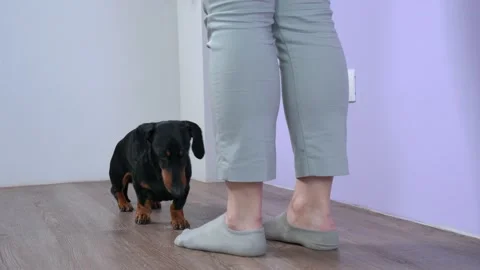 Handler teaches dachshund dog to get up and follow her on command, using treats Video stock 155661537