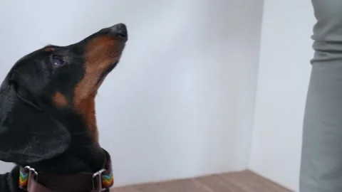 Handler teaches obedient dachshund dog to wear collar, and gives it treat to Video stock 166009966