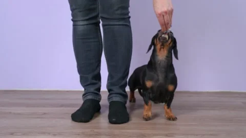 Handler teaches smart dachshund dog to stand by during training, close up. They Stockbeeldmateriaal 155363841