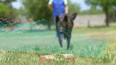 Handler walking forward, dog speeding, then slowing, inspecting bricks for Video stock 333351564
