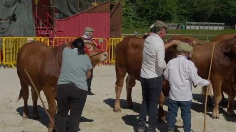 Handlers hold their cattle side by side during judging in Ponte de Lima Stock Footage 346134252