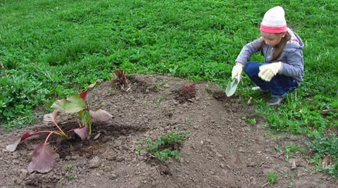 Handles the flower bed Vídeo Stock 23313812