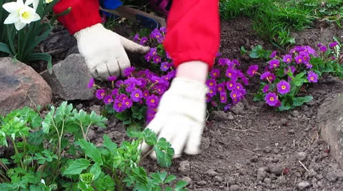 Handles the flower bed Vídeo Stock 23315271