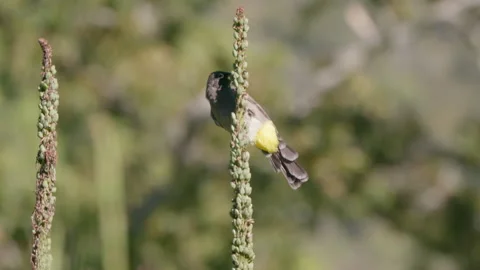 Handlheld, medium shot of a bird perched on a plant that then flies away Stock Footage 242012351